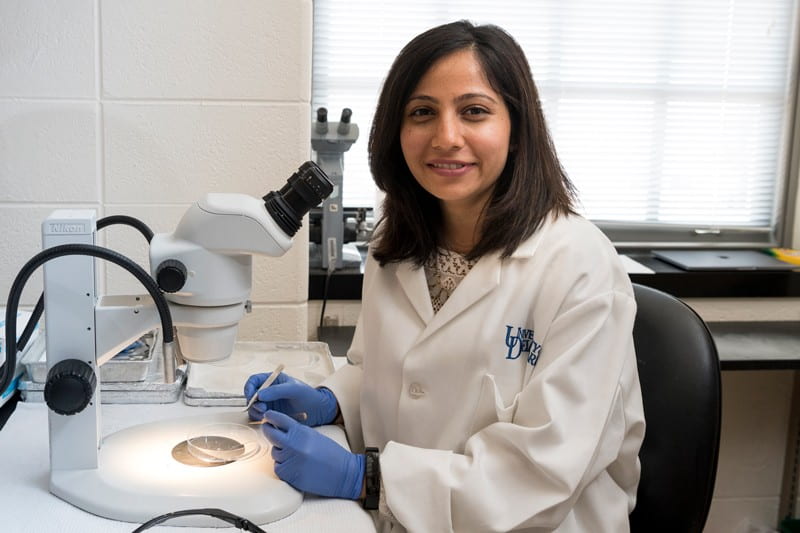 Shaili Patel examines material under a microscope in Salil Lachke’s lab during the summer of 2019. She graduated in 2014 with a degree in biological sciences and, after her undergraduate research experience inspired her to attend graduate school, she is now back at UD as a doctoral student.