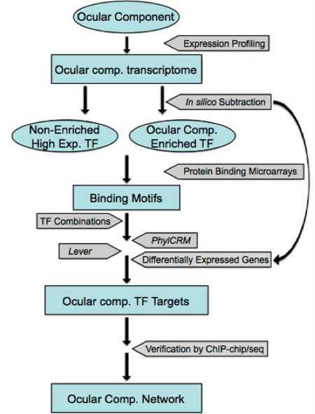 Figure 4. Strategy to build a comprehensive gene regulatory network in the lens (modified from Lachke and Maas 2010, http://www.ncbi.nlm.nih.gov/pubmed/20836031)